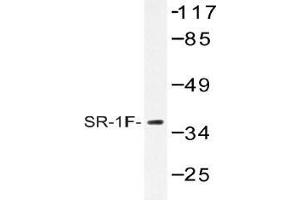 Western blot (WB) analysis of SR-1F antibody in extracts from COS-7 cells. (HTR1F 抗体)