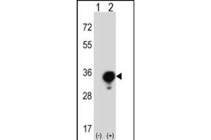 Western blot analysis of YWHAG (arrow) using rabbit polyclonal YWHAG Antibody (Center) (ABIN389486 and ABIN2839545). (14-3-3 gamma 抗体  (AA 136-164))