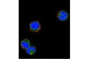 Immunofluorescence (IF) image for anti-Killer Cell Lectin-Like Receptor Subfamily C, Member 1 (KLRC1) (AA 1-30), (N-Term) antibody (ABIN953105)