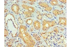 Immunohistochemistry of paraffin-embedded human kidney tissue using ABIN7160250 at dilution of 1:100