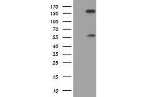Western Blotting (WB) image for anti-Butyrophilin, Subfamily 1, Member A1 (BTN1A1) antibody (ABIN1496989) (BTN1A1 抗体)