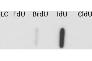 Western Blot of Anti-IdU Antibody. (IdU 抗体)