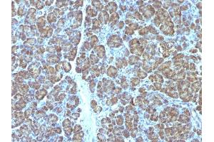 Formalin-fixed, paraffin-embedded human Pancreas stained with Mitochondria Monoclonal Antibody (MTC719). (Mitochondrial Marker 抗体)