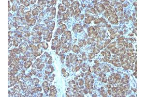 Formalin-fixed, paraffin-embedded human Pancreas stained with Mitochondria Monoclonal Antibody (MTC719). (Mitochondrial Marker 抗体)