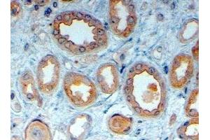 ABIN2563716 (4µg/ml) staining of paraffin embedded Human Kidney. (LRP6 抗体  (Internal Region))