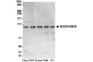anti-Exocyst Complex Component 4 (EXOC4) (AA 924-974) antibody