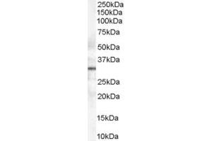 Western Blotting (WB) image for anti-Syntaxin 6 (STX6) (AA 112-122) antibody (ABIN297723) (Syntaxin 6 抗体  (AA 112-122))