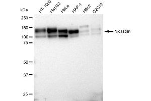anti-Nicastrin (NCSTN) antibody