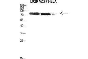 Western Blot (WB) analysis of L929 MCF7 HeLa cells using Antibody diluted at 2000. (DDX3X 抗体  (Lys8))