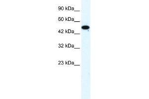WB Suggested Anti-FLJ31875 Antibody Titration:  1. (ZNF778 抗体  (Middle Region))
