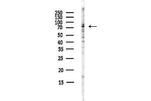 Western blot analysis of lysates from HepG2 cells(starvation,24h treatment), using Annexin  Antibody at 1/1000 dilution.