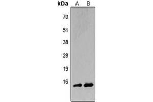 Western blot analysis of BATF expression in HeLa (A), H9C2 (B) whole cell lysates. (BATF 抗体  (N-Term))