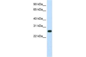 Western Blotting (WB) image for anti-MYC Induced Nuclear Antigen (MINA) antibody (ABIN2461954) (MINA 抗体)
