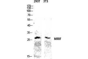 Western Blot (WB) analysis of 293T 3T3 lysis using MRRF antibody. (MRRF 抗体  (C-Term))