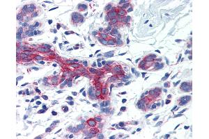 Anti-AIFM3 antibody IHC of human breast. (AIFM3 抗体  (Internal Region))