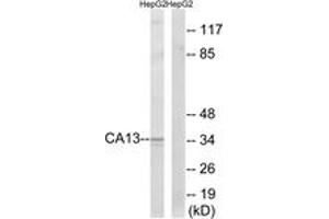 Western Blotting (WB) image for anti-Carbonic Anhydrase XIII (CA13) (AA 141-190) antibody (ABIN2890186) (CA13 抗体  (AA 141-190))