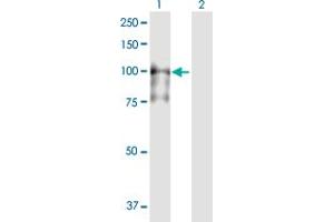 Western Blot analysis of MCM4 expression in transfected 293T cell line by MCM4 MaxPab polyclonal antibody. (MCM4 抗体  (AA 1-863))