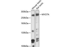 Western blot analysis of extracts of various cell lines, using MYO7A antibody (ABIN6129058, ABIN6144293, ABIN6144294 and ABIN6219050) at 1:3000 dilution. (Myosin VIIA 抗体  (AA 850-1150))