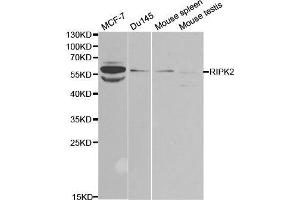 Western blot analysis of extracts of various cell lines, using RIPK2 antibody. (RIPK2 抗体  (AA 1-540))