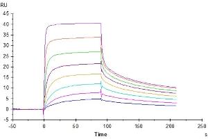 Human FcRn, His Tag captured on CM5 Chip via Anti-His Antibody can bind Human IgG1 Fc, No Tag with an affinity constant of 0. (IgG1 Fc 蛋白)