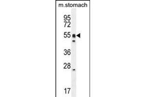 DMRTA1 Antibody (C-term) (ABIN654811 and ABIN2844485) western blot analysis in mouse stomach cell line lysates (35 μg/lane). (DMRTA1 抗体  (C-Term))