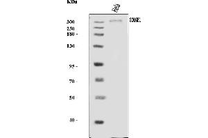 Western blot analysis of Giantin/GOLGB1 using anti-Giantin/GOLGB1 antibody (ABIN7600139).