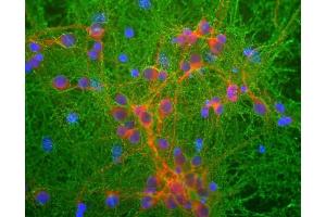 Mixed neuronal cultures stained with ABIN1580421 (green), RPCA-MAP2, a rabbit antibody to microtubule associated protein 2 (MAP2, red) and DNA (blue). (GAP43 抗体)