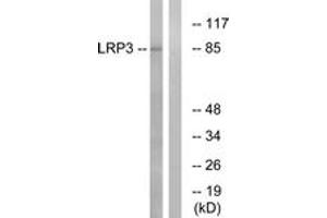 Western Blotting (WB) image for anti-Low Density Lipoprotein Receptor-Related Protein 3 (LRP3) (AA 17-66) antibody (ABIN2890401) (LRP3 抗体  (AA 17-66))