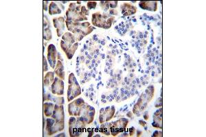 UROC1 Antibody (Center) (ABIN655098 and ABIN2844729) immunohistochemistry analysis in formalin fixed and paraffin embedded human pancreas tissue followed by peroxidase conjugation of the secondary antibody and DAB staining. (UROC1 抗体  (AA 402-430))