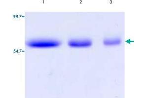 Lane 1 to 3: TNFRSF21 (Human) Recombinant Protein with Fc (2000 ng, 1000 ng, 500 ng per lane).