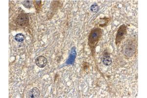 Immunohistochemistry of MLST8 in mouse brain tissue with MLST8 polyclonal antibody  at 10 ug/mL . (GBL 抗体  (C-Term))