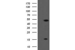 Image no. 1 for anti-ALX Homeobox 4 (ALX4) antibody (ABIN1496620) (ALX4 抗体)