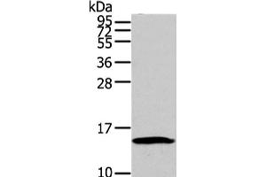 Western Blot analysis of HT-29 cell using HMGA1 Polyclonal Antibody at dilution of 1/250 (HMGA1 抗体)