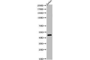 Western Blot analysis of JK cells using Acetyl-Tubulin α (K40) Polyclonal Antibody (TUBA1A 抗体  (acLys402))