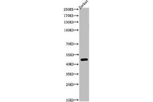 Western Blot analysis of JK cells using Acetyl-Tubulin α (K40) Polyclonal Antibody (TUBA1A 抗体  (acLys402))