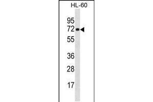Western blot analysis in HL-60 cell line lysates (35ug/lane). (NEIL3 抗体  (AA 292-320))