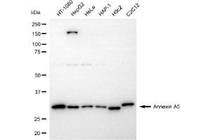 Western blotting analysis using annexin A5 antibody (ABIN7797621). (Annexin V 抗体)