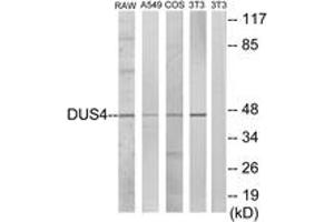 Western blot analysis of extracts from RAW264. (DUSP4 抗体  (AA 81-130))