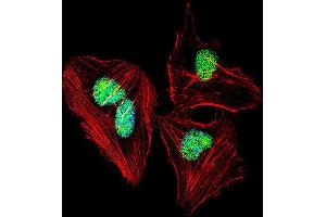 Immunofluorescence (IF) image for anti-Nuclear Factor I/A (NFIA) antibody (ABIN2997755)