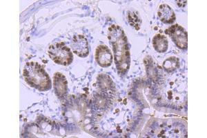 Paraformaldehyde-fixed, paraffin embedded mouse colon, Antigen retrieval by boiling in sodium citrate buffer (pH6) for 15min, Block endogenous peroxidase by 3% hydrogen peroxide for 30 minutes, Blocking buffer at 37°C for 20min, Antibody incubation with FOXA1 (5F7) Monoclonal Antibody  at 1:50 overnight at 4°C, followed by a conjugated secondary and DAB staining. (FOXA1 抗体)