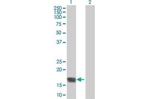 Western Blot analysis of RHEB expression in transfected 293T cell line by RHEB MaxPab polyclonal antibody.