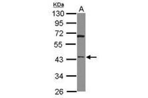 Image no. 1 for anti-HtrA Serine Peptidase 3 (HTRA3) (AA 214-453) antibody (ABIN1498769) (HTRA3 抗体  (AA 214-453))