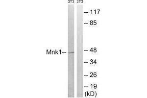 Western blot analysis of extracts from 3T3 cells, treated with PMA (125 ng/mL, 30 mins), using Mnk1 (Ab-385) antibody. (MKNK1 抗体  (Thr385))