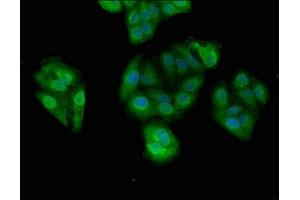 Immunofluorescent analysis of HepG2 cells using ABIN7164355 at dilution of 1:100 and Alexa Fluor 488-congugated AffiniPure Goat Anti-Rabbit IgG(H+L) (DDX4 抗体  (AA 1-223))