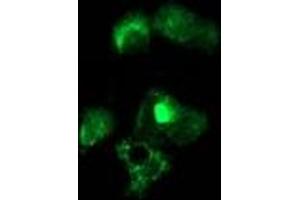 Immunofluorescence (IF) image for anti-Nudix (Nucleoside Diphosphate Linked Moiety X)-Type Motif 6 (NUDT6) antibody (ABIN1499867) (NUDT6 抗体)