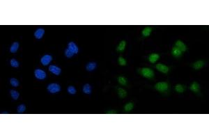 IF analysis of ARL6IP6 using anti-ARL6IP6 antibody (ABIN7603020). (ARL6IP6 抗体  (Middle Region))
