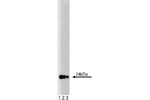 Western blot analysis of GRB2 on a PC-12 lysate (ABIN968539). (GRB2 抗体  (AA 1-217))