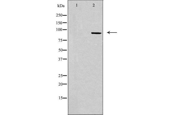 CDK11 anticorps  (N-Term)
