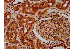 IHC image of ABIN7164887 diluted at 1:200 and staining in paraffin-embedded human kidney tissue performed on a Leica BondTM system. (PTOV1 抗体  (AA 2-137))