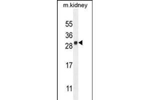 LYPD4 Antibody (Center) (ABIN654302 and ABIN2844090) western blot analysis in mouse kidney tissue lysates (35 μg/lane). (LYPD4 抗体  (AA 104-133))